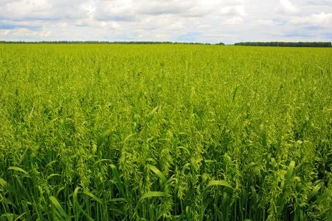 Oat field 스톡 사진