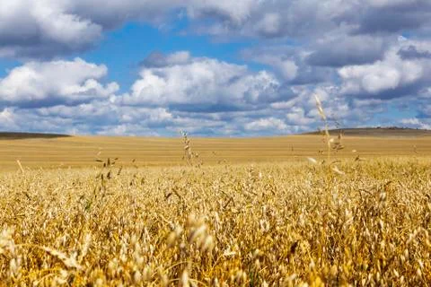 Oat Field Stock Photos