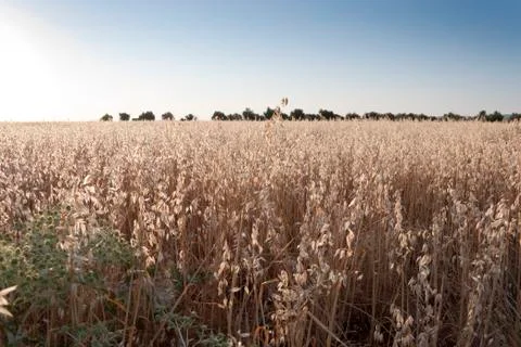 Oat field Stock Photos