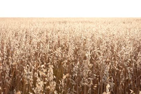 Oat field Stock Photos