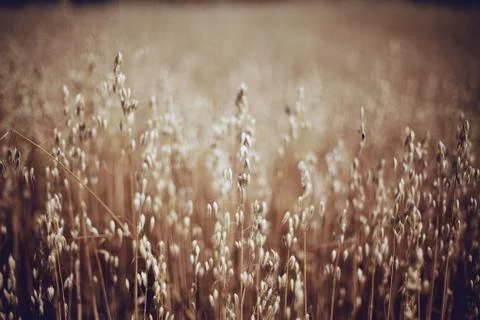 Oat field 스톡 사진