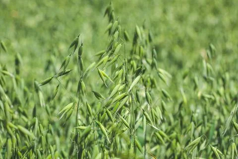 Oat on the field Stock Photos