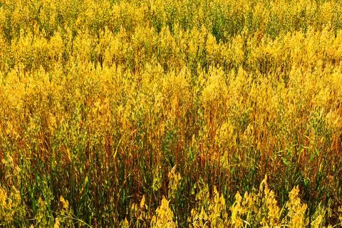 Oat field Stock Photos