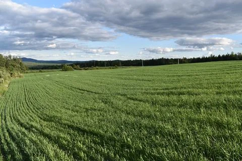 An oat field in spring Stock Photos