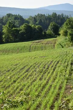 An oat field in spring Stock Photos