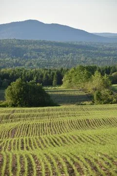 An oat field in spring Stock Photos