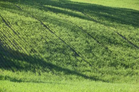An oat field in spring Stock Photos