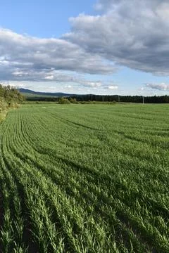 An oat field in spring Stock Photos