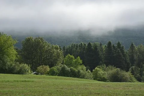 An oat field in spring Stock Photos