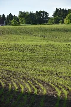 An oat field in spring Stock Photos