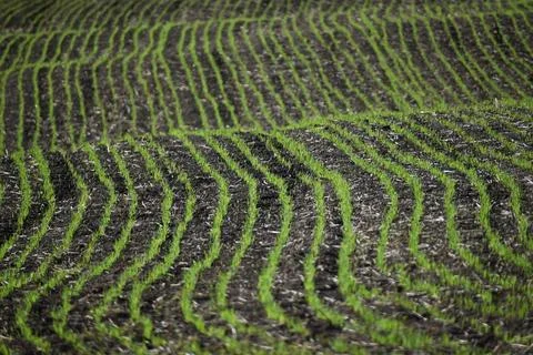 An oat field in spring Stock Photos