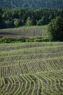 An oat field in spring Stock Photos