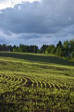 An oat field in spring Stock Photos