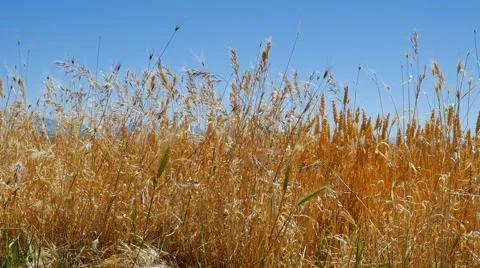 Oat field in summer close up Stock Footage 65317663