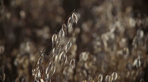 Oat field in summer close up Video stock 65411306