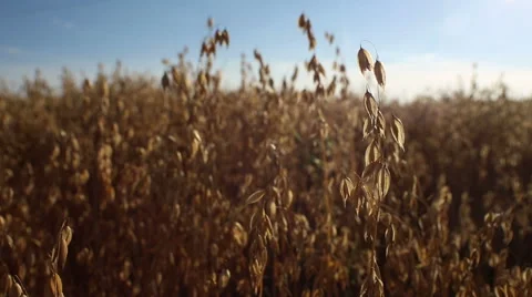 Oat field in summer close up Stock Footage 68611487