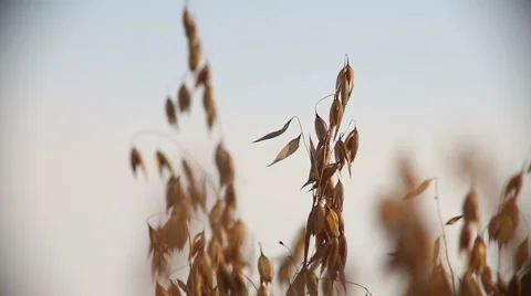 Oat field in summer close up Stock Footage 68611787