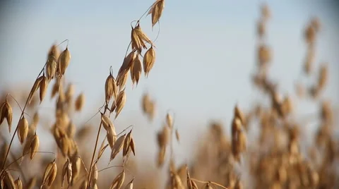Oat field in summer close up Video stock 68611797