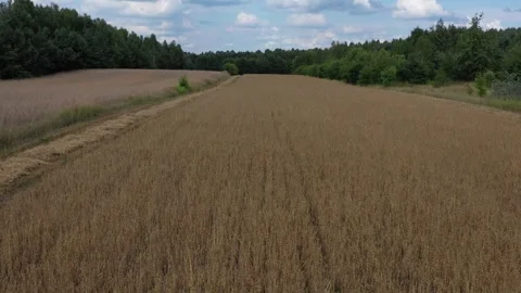 Oat field in  the summer Stock Footage 247783628