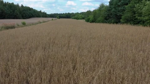 Oat field in the summer Stock Footage 247785361