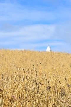 An oat field in summer Stock Photos