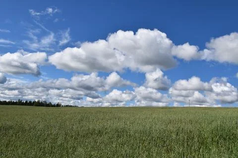 An oat field in summer Stock Photos