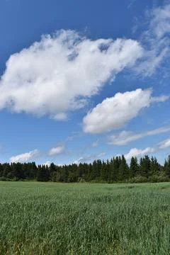 An oat field in summer Stock Photos