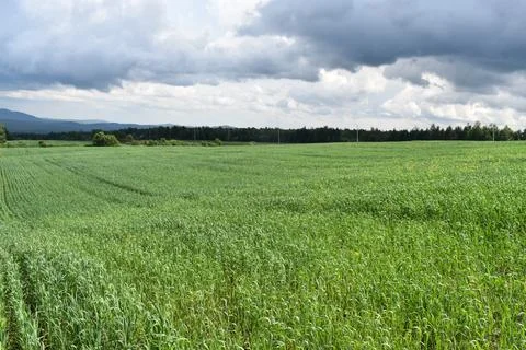 An oat field in summer Stock Photos