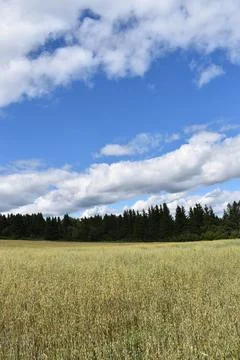 An oat field in summer Stock Photos
