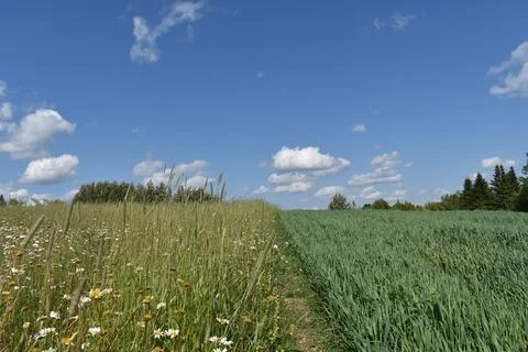 An oat field in summer Stock Photos