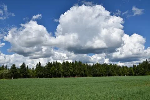 An oat field in summer Stock Photos