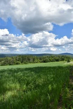 An oat field in summer Stock Photos