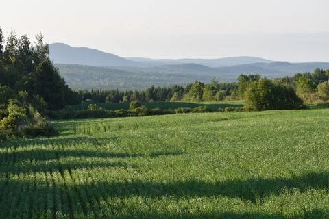 An oat field in summer Stock Photos