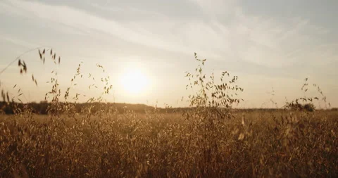 Oat field in the summer at sunset close-up shot Stock Footage 237812373