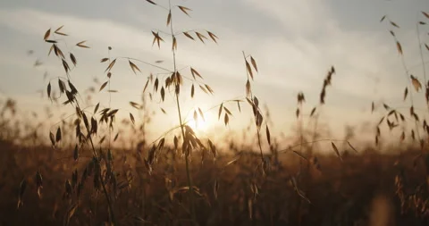 Oat field in the summer at sunset close-up shot Stock Footage 237812530