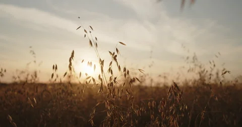 Oat field in the summer at sunset close-up shot Stock Footage 237812607
