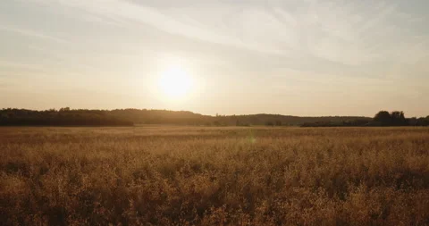 Oat field in the summer at sunset wise shot Stock Footage 237812192