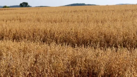 An oat field in the sun 4k 25fps video Stock Footage 280552641