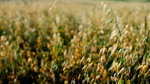 Oat field in sunset. Harvest and harvesting concept. Field of golden oats clo Stock Footage 101928448