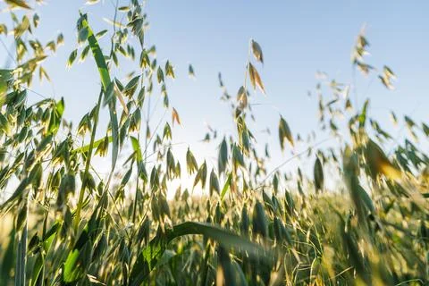 Oat Field at Sunset: High Yield and Abundant Harvest Stock Photos