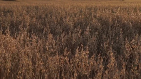 Oat field at sunset. Wind rustles oats. Sunset. Agriculture. Field close up Vidéo 72341601