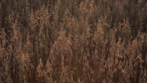 Oat field at sunset. Wind rustles oats. Sunset. Agriculture. Field close up 스톡 동영상 72342498