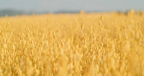 Oat field swaying in the light wind. The concept of agriculture. Sunset. Blurred Stock Footage 205941841