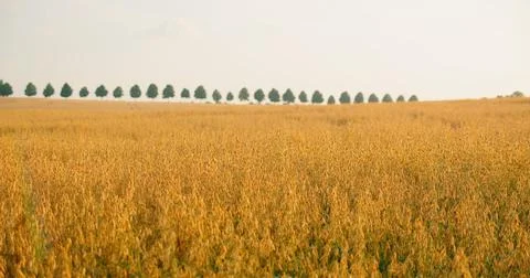Oat field swaying in the light wind. The concept of agriculture. Sunset. Bl.. Stock Photos