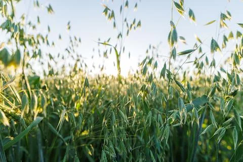 Oat Field Under Bright Sky with High Harvest Yield Stock Photos