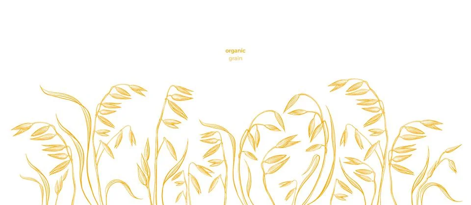 Oat field. Vector hand draw plant, seed. Farm food Stock-Illustration