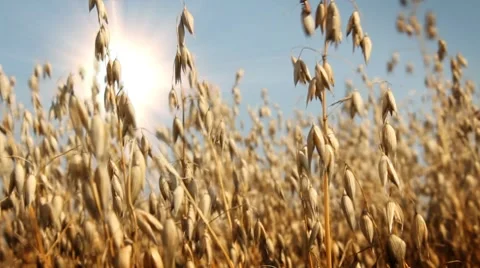 Oat -field of waving corn Stock Footage 8574770
