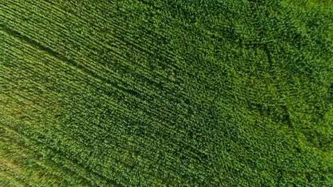 Oat fields aerial top shut Boom-down with rotation Video stock 114507375