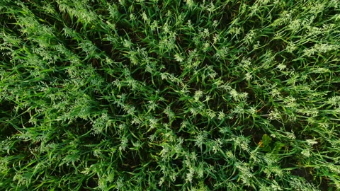 Oat fields aerial top shut Boom-up with rotation Stock-Footage 114507376