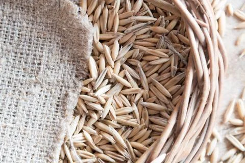 Oat grain Stock Photos